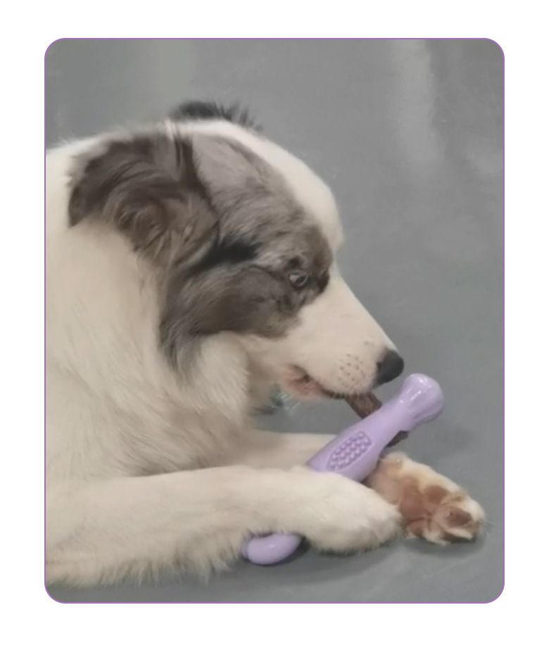 Dönerli kemik şekli köpek oyuncağı beslenme tutuşu