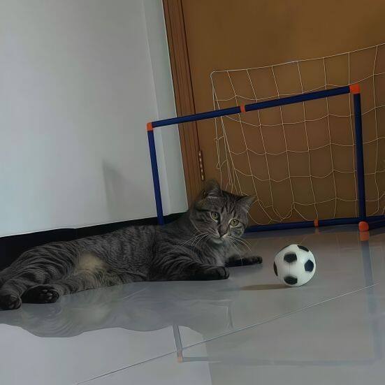 Kedi Futbol Topu, Elastik ve Eğitici Oyuncak