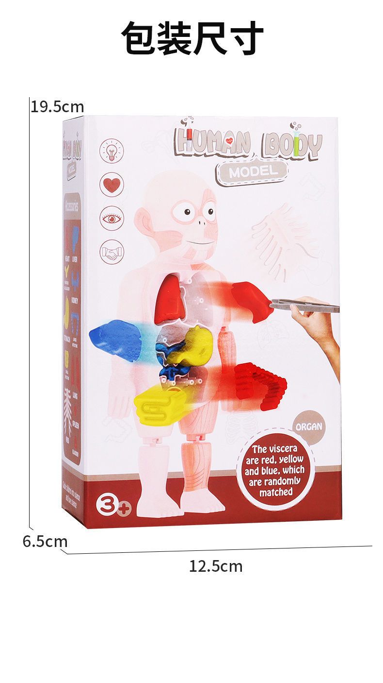 DIY insan organ modeli eğitim oyuncağı, küçük çocuklar için