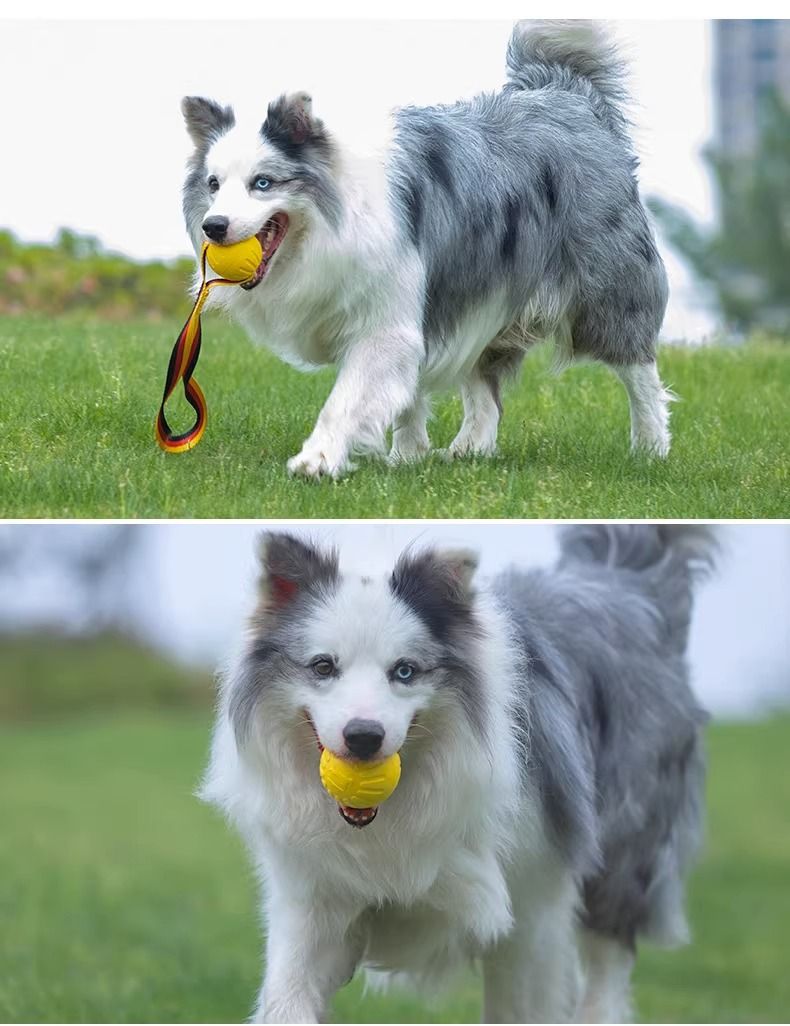 狗狗玩具大型犬互动圆环金毛拉布拉多拉环狗球磨牙耐咬狗解闷玩具