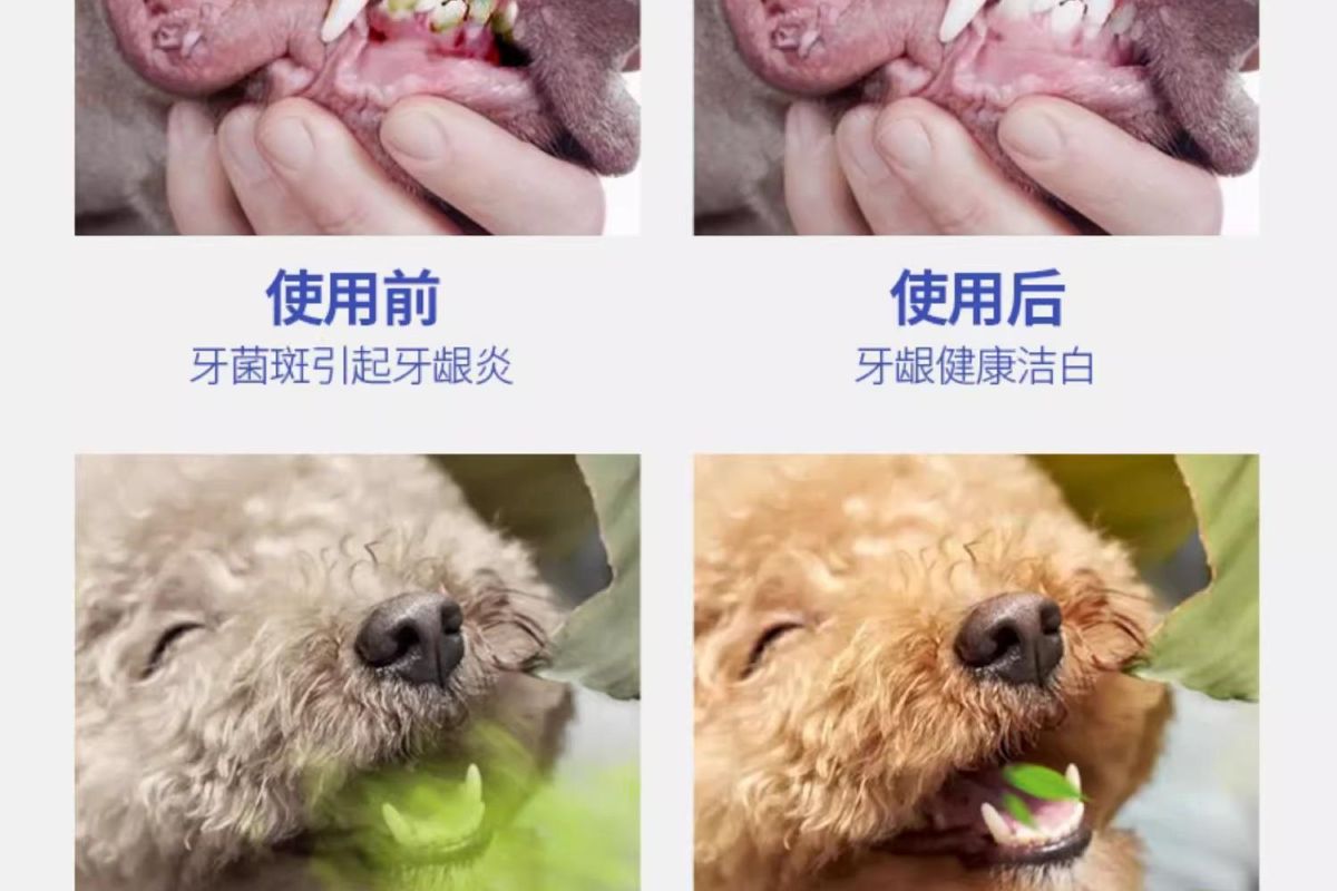 Pet Toothbrush Finger Brush and Toothpaste Set