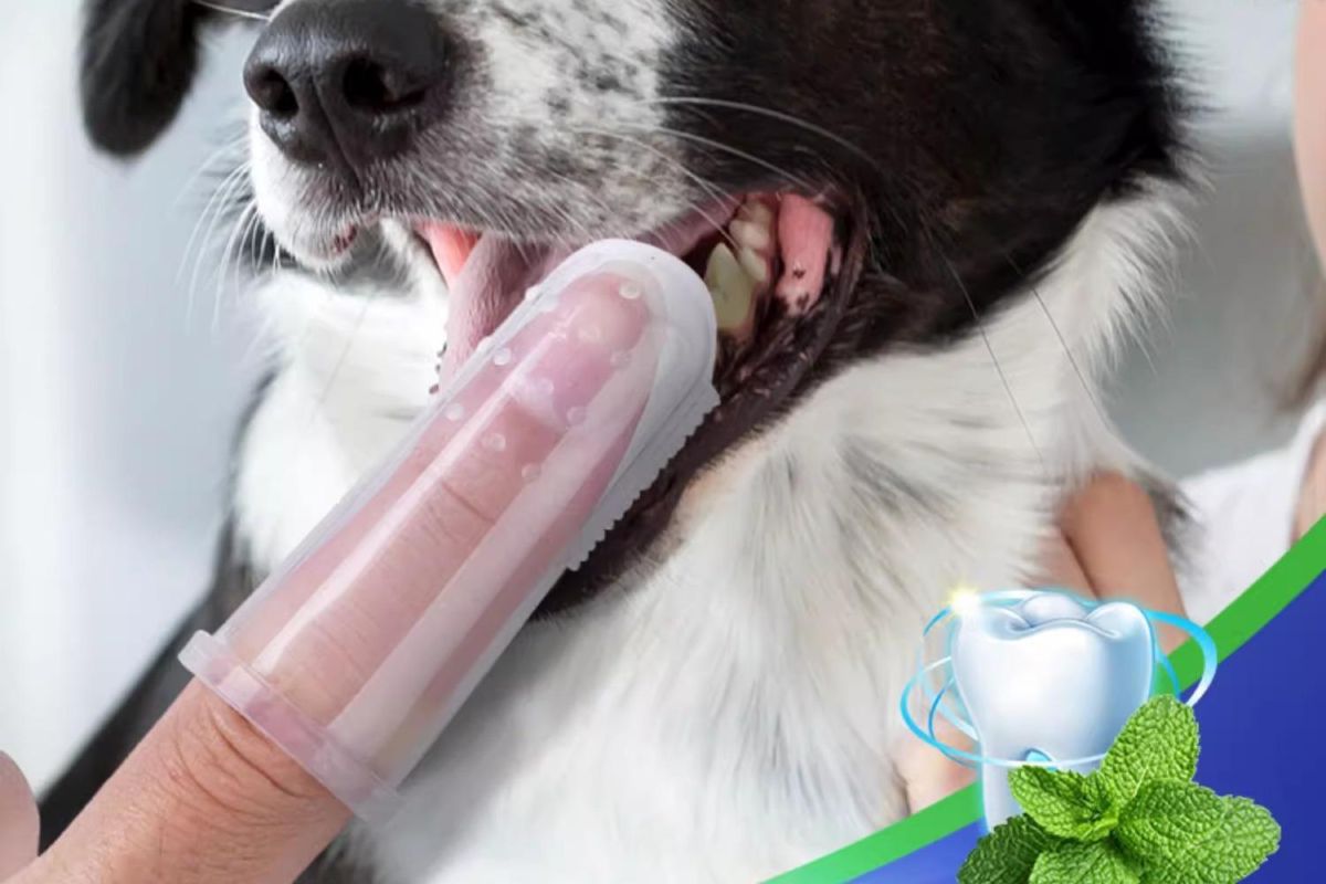 Pet Toothbrush Finger Brush and Toothpaste Set