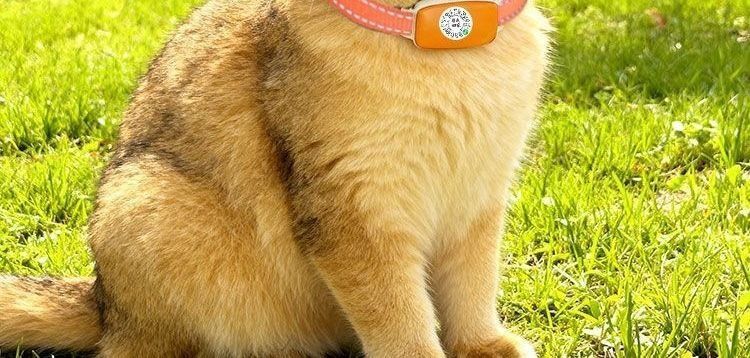 5G evcil hayvan GPS izleyici su geçirmez köpek kedi akıllı