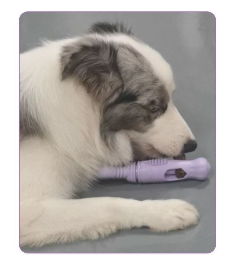 Dönerli kemik şekli köpek oyuncağı beslenme tutuşu