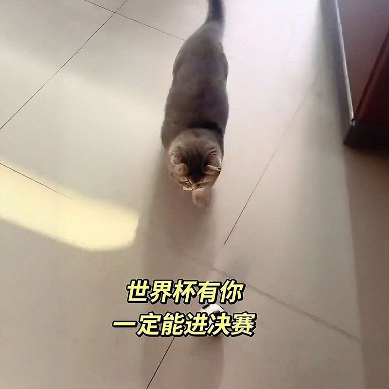 Kedi Futbol Topu, Elastik ve Eğitici Oyuncak