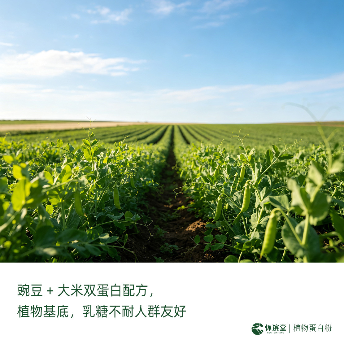 植物蛋白粉豌豆大米双蛋白植物蛋白质粉女性素食代餐粉定制代加工