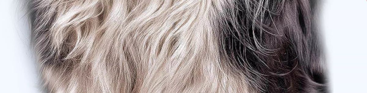 Haustier-Zahnreinigungsstift für Katzen und Hunde