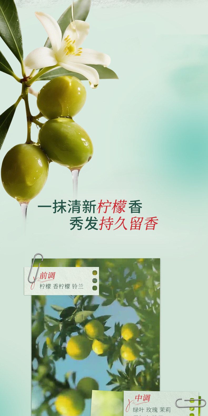 护发精华油干枯毛躁缠结等发质得到改善令头发柔顺