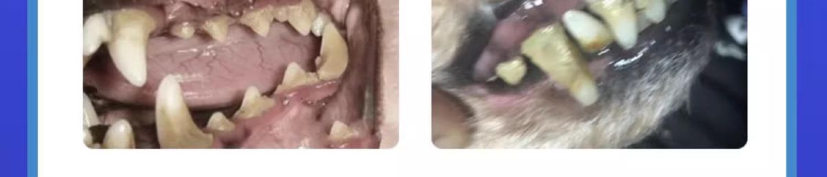 Pet Toothbrush Finger Brush and Toothpaste Set