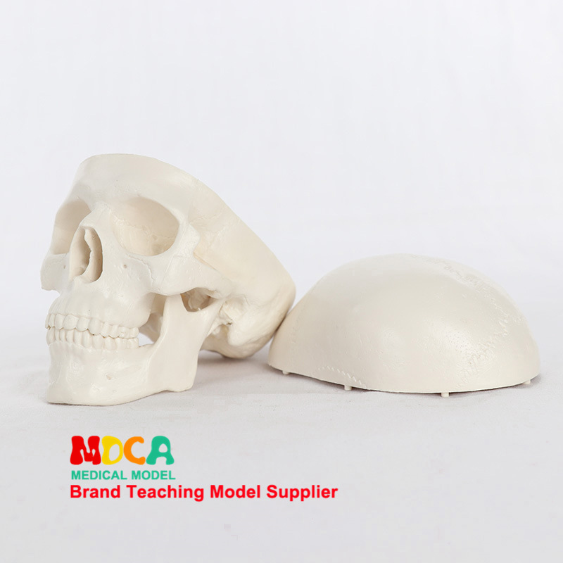 Mini kafatası modeli, tıbbi anatomi eğitim modeli, MTG001