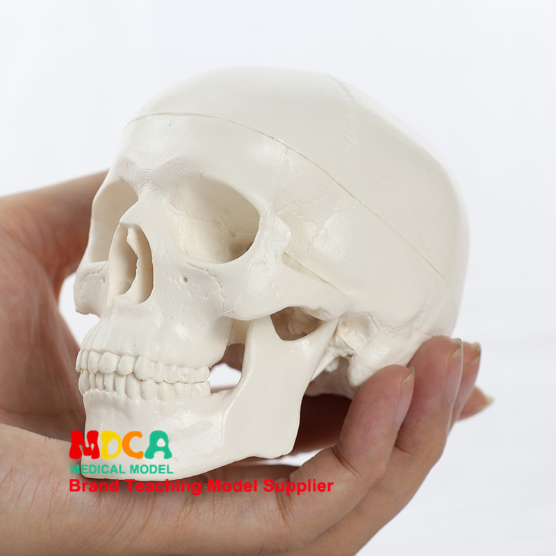 Mini kafatası modeli, tıbbi anatomi eğitim modeli, MTG001