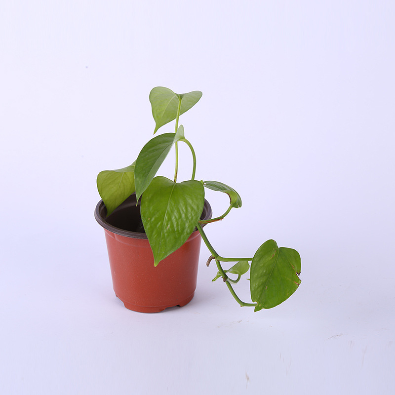 Zweifarbiger Sukkulenten-Blumentopf aus weichem PP-Kunststoff zur Anzucht