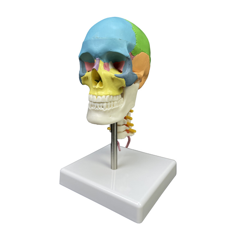 Human Skeleton Anatomy Model with Cervical Spine and Colored Skull - 1
