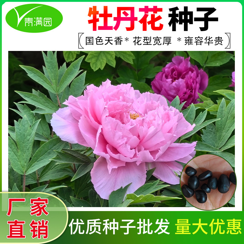 Peony Flower Seeds, Cold-Resistant and Easy to Grow for Garden and Balcony
