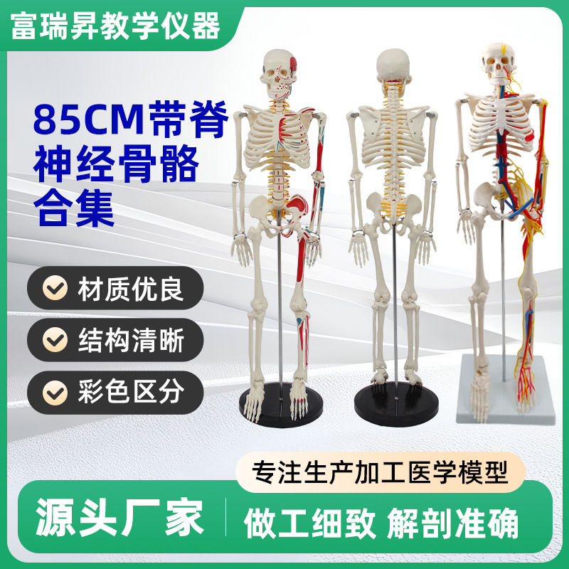 85CM Spinal Nerve Intervertebral Disc Skeleton Model Set Full Body Skeleton Human Bone Teaching Demonstration Anatomical Teaching Aid