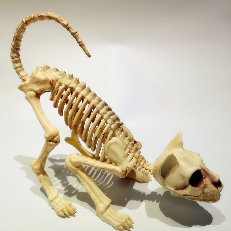 Realistisches Halloween-Katzenskelett als Dekoration und Scherz-Requisite
