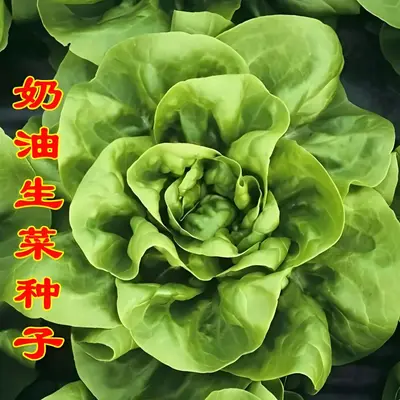 Four-Season Vegetable Seeds Set, Including Radish and Beans, 200+ Varieties - 9
