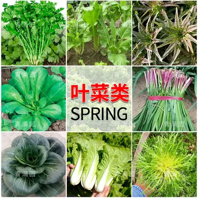 Spring Vegetable and Fruit Seeds: Lettuce, Beans, Corn, Watermelon, Tomato, Pepper - 3