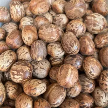 Rubber Fruit Seeds, Bird Egg Fruit and Bodhi Flower Cardamom for Handmade Wind Chimes