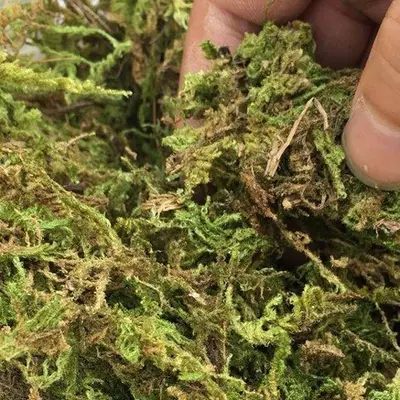 Natürliche Reptilienmatte mit Süßwassermoos zur Befeuchtung, 200g