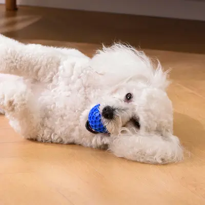 Eysenka Squeaky Dog Ball Toy, Bite-Resistant Chew Toy for Teeth
