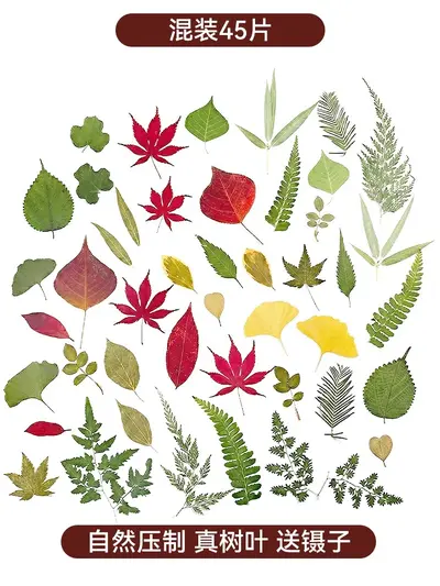 Dried and Pressed Flower DIY Material Pack for Resin Crafts - 8