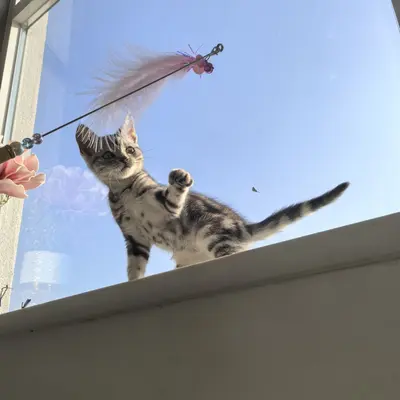 Tüylü ve çanlı interaktif kedi oltası, yeni model