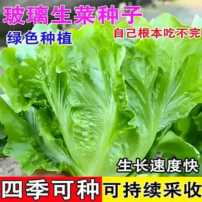 Four-Season Vegetable Seeds Set, Including Radish and Beans, 200+ Varieties - 8