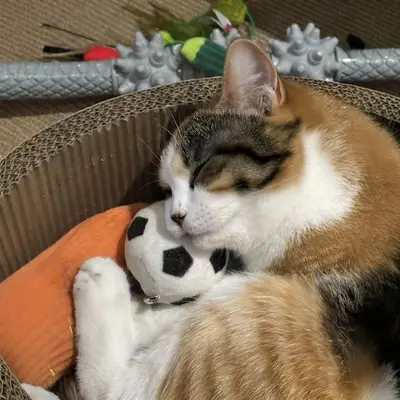 High-Elasticity Football Cat Toy Ball, Durable - 4