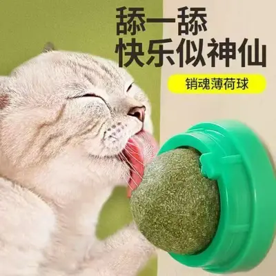 Catnip Ball Cat Toy with Molar Stick, Self-Play - 1