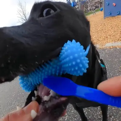 Dog Toy, Chew-Resistant Rubber Teeth Cleaning Ball