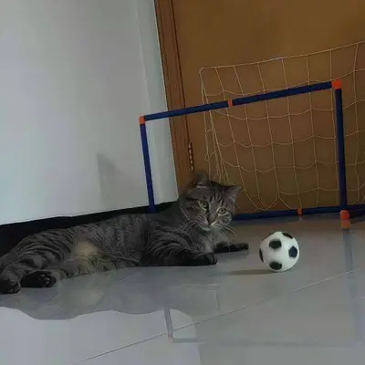Kedi Futbol Topu, Elastik ve Eğitici Oyuncak - 4