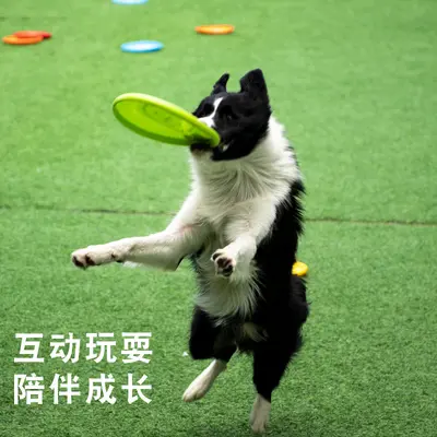 Pet Training Frisbee, Bite-Resistant Floating Dog Toy