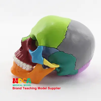 15-Piece Removable Colored Human Skull Model 1:2 Scale for Medical Education, MTG015 - 3