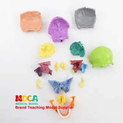 15-Piece Removable Colored Human Skull Model 1:2 Scale for Medical Education, MTG015 - 5