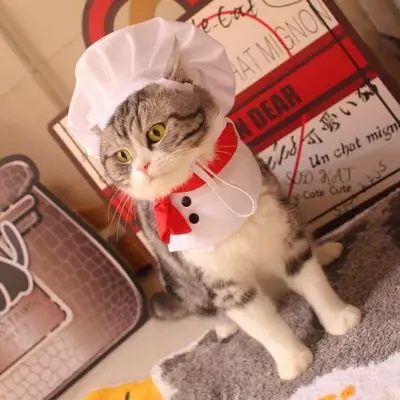 Evcil Kedi ve Köpek Aşçı Şapkası, Cosplay Kostüm, Küçük Irk Fotoğraf Aksesuarı