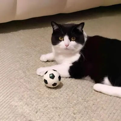 High-Elasticity Football Cat Toy Ball, Durable - 5