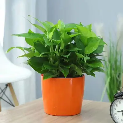 Yuvarlak Plastik Saksı, Su Seviyesi Göstergeli, Otomatik Sulamalı