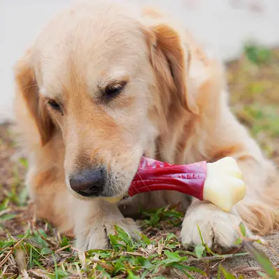 Bone-Shaped Dog Chew Toy, Teeth Cleaning Interactive Training Toy - 5