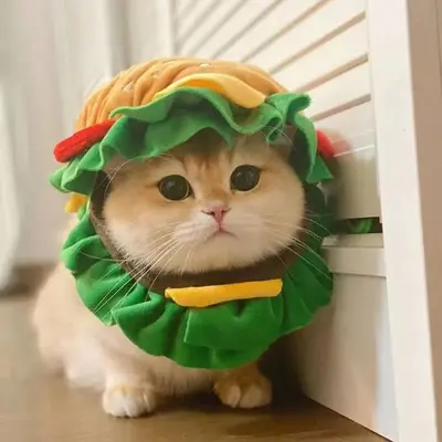 Kedi ve köpekler için hamburger şapkası, komik kostüm