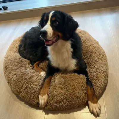 Langflor-Plüsch-Matte für Katzen- und Hundebetten, alle Größen, ganzjährig