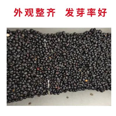 Peony Flower Seeds, Cold-Resistant and Easy to Grow for Garden and Balcony