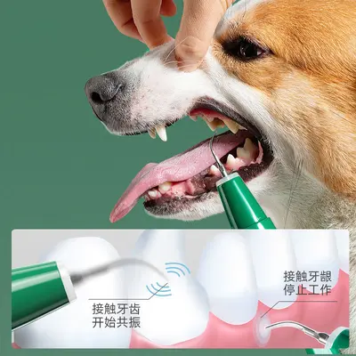 Köpek kedi ultrasonik diş temizleme cihazı