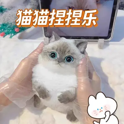 Hand-Painted Giant Chubby Cat Squishy Stress Relief Toy, DIY