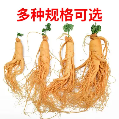 Frischer Changbai-Ginseng, nordostchinesische Spezialität, zum Ansetzen in Alkohol - 3