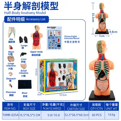 Children STEM Educational Toy, Removable Human Body Anatomy Model - 10