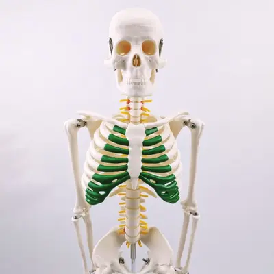 85CM Spinal Nerve Intervertebral Disc Skeleton Model Set Full Body Skeleton Human Bone Teaching Demonstration Anatomical Teaching Aid