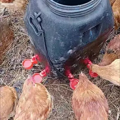 Otomatik tavuk suluğu, kanatlı hayvanlar için