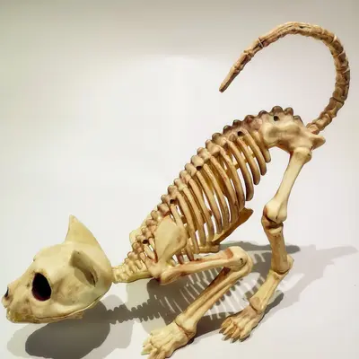 Realistisches Halloween-Katzenskelett als Dekoration und Scherz-Requisite