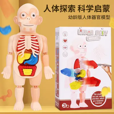 DIY-Menschliche Organmodelle Lernspielzeug für Kleinkinder